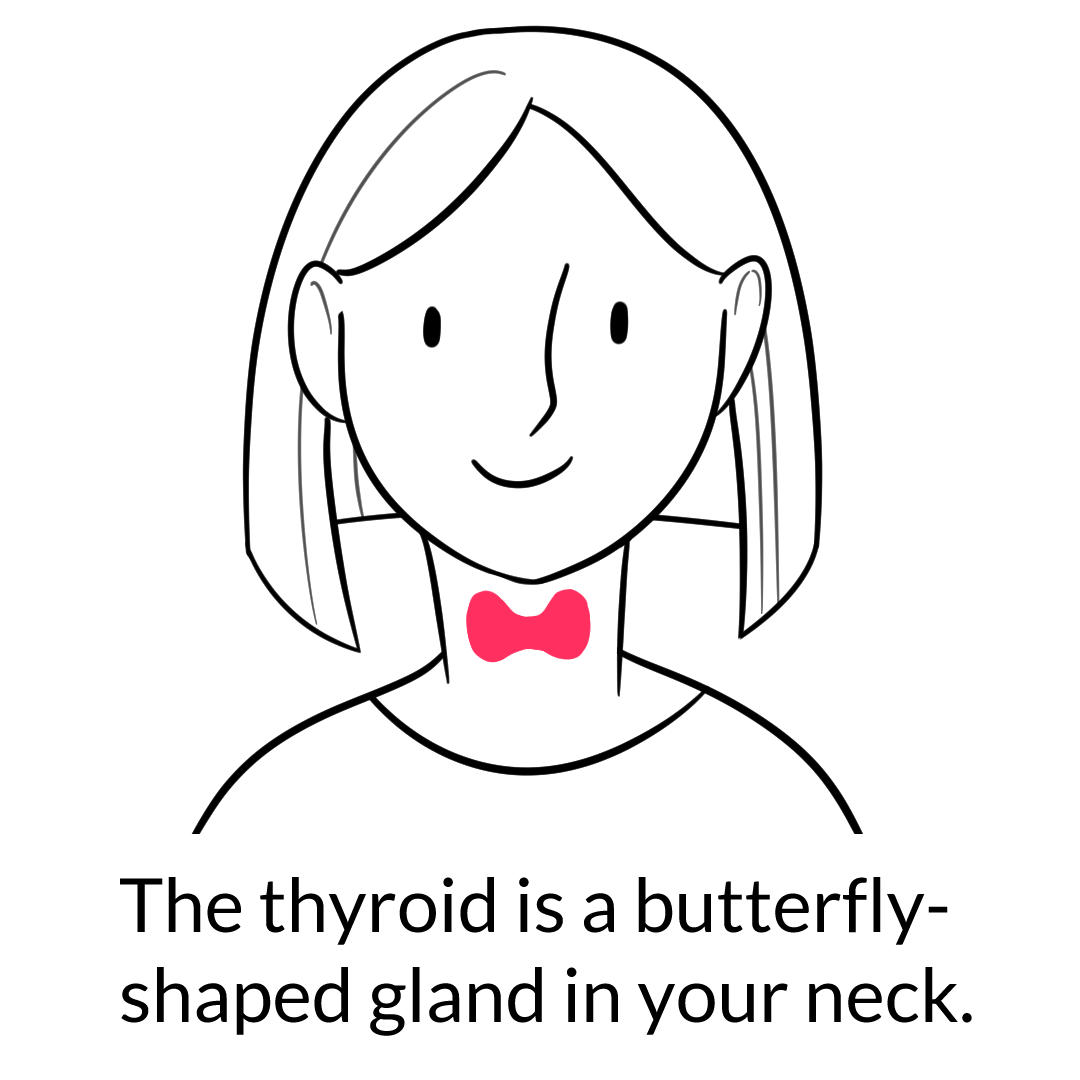 simple diagram showing the size, shape, and placement of the thyroid